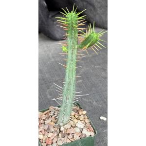 Euphorbia enopla ssp. viridis (WY1092) 4-inch pots